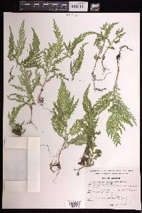 Selaginella hoffmannii image