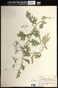 Selaginella schizobasis image