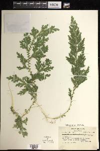 Selaginella stellata image