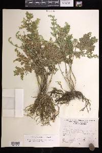 Selaginella pallescens image