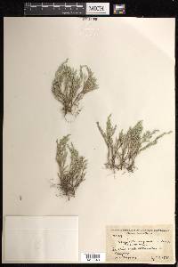 Selaginella rupincola image