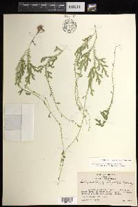 Selaginella sertata image