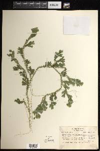 Selaginella suavis image