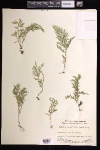 Selaginella novae-hollandiae image