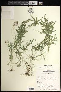 Selaginella sulcata image