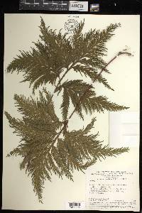 Selaginella umbrosa image