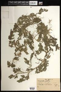 Selaginella sulcata image