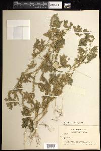 Selaginella silvestris image