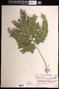 Selaginella haematodes image