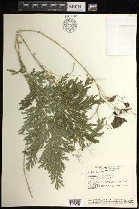 Selaginella stellata image