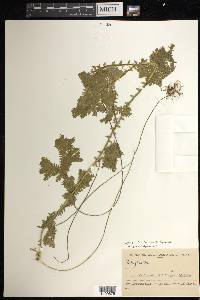 Selaginella trisulcata image