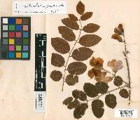 Robinia hispida image