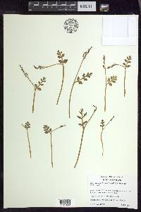 Botrychium matricariifolium image