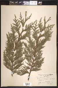 Thuja plicata image