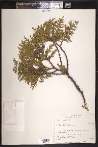 Thuja occidentalis image