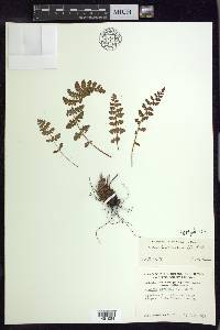 Woodsia ilvensis image