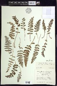 Woodsia ilvensis image