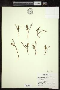 Botrychium simplex image