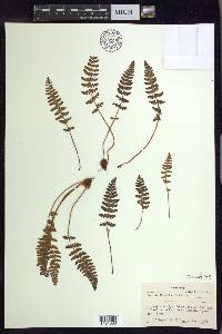 Woodsia ilvensis image