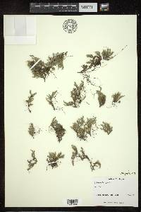 Selaginella rupestris image