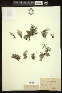 Selaginella rupestris image