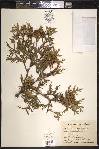 Thuja occidentalis image