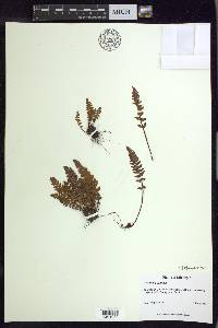 Woodsia ilvensis image