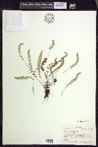 Asplenium viride image