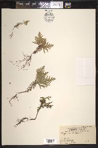 Thuja occidentalis image