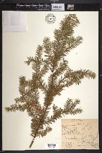 Taxus canadensis image