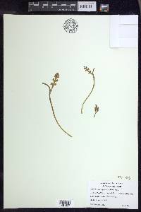 Botrychium minganense image