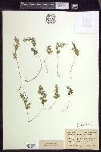 Cryptogramma stelleri image