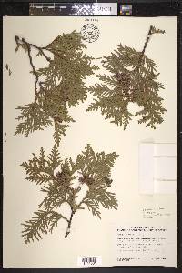 Thuja occidentalis image