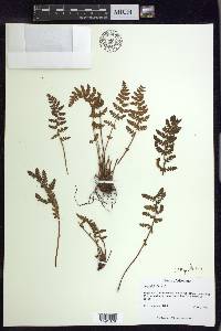 Woodsia ilvensis image