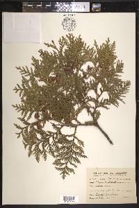 Thuja occidentalis image