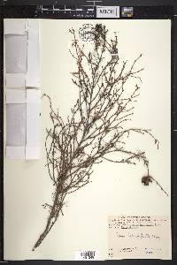 Tsuga heterophylla image