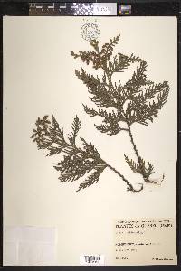 Thuja occidentalis image