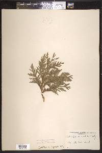 Thuja occidentalis image