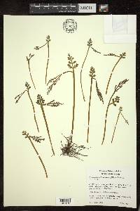 Botrychium matricariifolium image