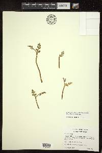 Botrychium matricariifolium image