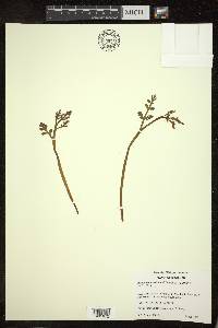 Botrychium matricariifolium image