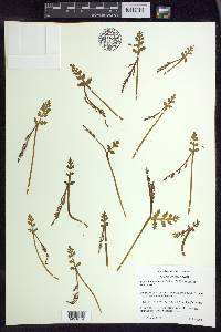 Botrychium matricariifolium image