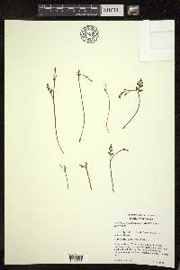 Botrychium matricariifolium image