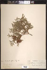 Thuja occidentalis image