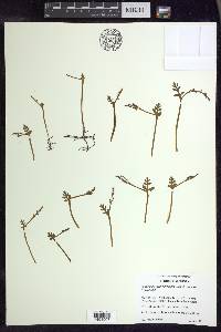 Botrychium matricariifolium image