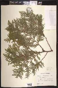 Thuja occidentalis image