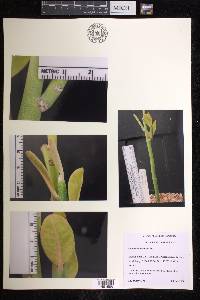Euphorbia bracteata image