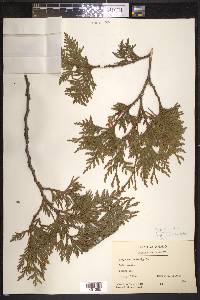 Thuja occidentalis image