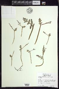 Botrychium matricariifolium image