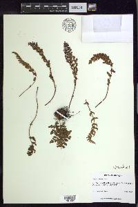 Woodsia ilvensis image